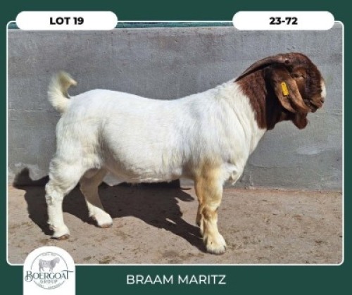 1X BOER GOAT STOET 42-286 BUCK BRAAM MARITZ