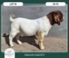 1X BOER GOAT STOET 42-286 BUCK BRAAM MARITZ