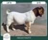 1X BOER GOAT STOET 42-286 BUCK BRAAM MARITZ - 2