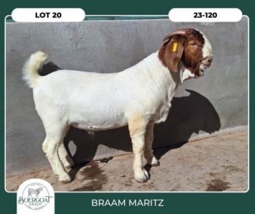 1X BOER GOAT STOET 42-287 BUCK BRAAM MARITZ
