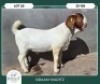 1X BOER GOAT STOET 42-287 BUCK BRAAM MARITZ - 2