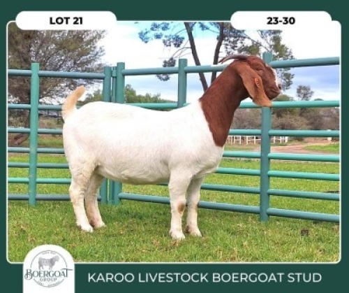 1X BOER GOAT STOET 23-019 DOE KAROO LIVESTOCK BOER GOATS