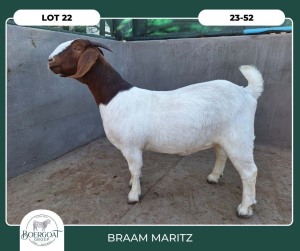 1X BOER GOAT STOET 42-300 PREGNANT DOE BRAAM MARITZ