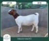 1X BOER GOAT STOET 42-300 PREGNANT DOE BRAAM MARITZ - 2