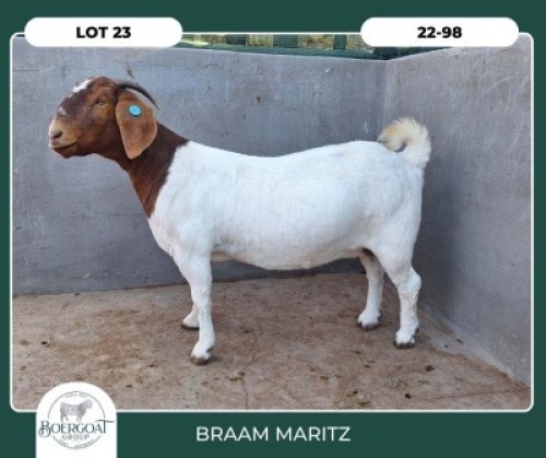 1X BOER GOAT STOET 21-233 PREGNANT DOE BRAAM MARITZ