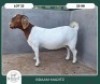 1X BOER GOAT STOET 21-233 PREGNANT DOE BRAAM MARITZ