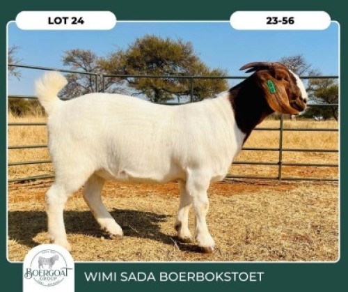 1X BOER GOAT KUDDE 42-409 DOE WIMI SADA BOERBOKSTOET