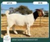 1X BOER GOAT KUDDE 42-409 DOE WIMI SADA BOERBOKSTOET