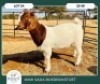 1X BOER GOAT KUDDE 42-409 DOE WIMI SADA BOERBOKSTOET - 2