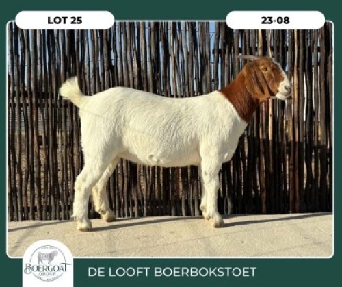 1X BOER GOAT KUDDE 42-431 DOE DELOOFT BOERBOKSTOET
