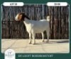 1X BOER GOAT KUDDE 42-431 DOE DELOOFT BOERBOKSTOET - 2