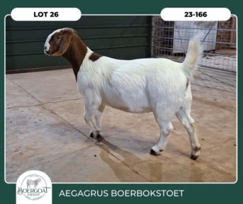 1X BOER GOAT KUDDE 42-401 PREGNANT DOE AEGAGRUS BOERBOK STOET