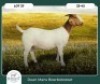 1X BOER GOAT STOET 90-42 PREGNANT DOE RUAN MANS BOER GOAT STUD