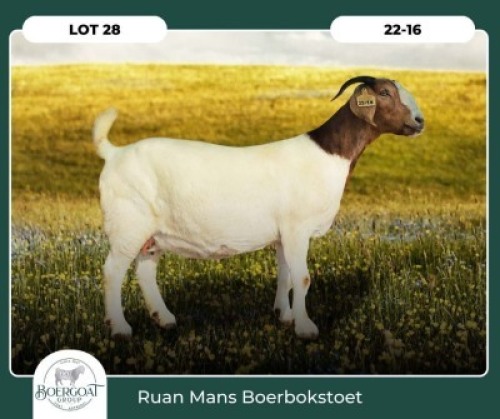 1+2X BOER GOAT STOET 42-274 DOE RUAN MANS BOER GOAT STUD
