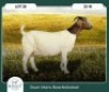 1+2X BOER GOAT STOET 42-274 DOE RUAN MANS BOER GOAT STUD