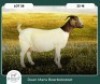 1+2X BOER GOAT STOET 42-274 DOE RUAN MANS BOER GOAT STUD - 2