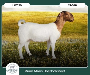 1X BOER GOAT KUDDE 42-426 PREGNANT DOE RUAN MANS BOER GOAT STUD