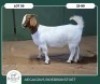 1X BOER GOAT KUDDE SPEEN 42-406 PREGNANT DOE AEGAGRUS BOERBOK STOET