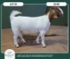 1X BOER GOAT KUDDE SPEEN 42-406 PREGNANT DOE AEGAGRUS BOERBOK STOET - 2