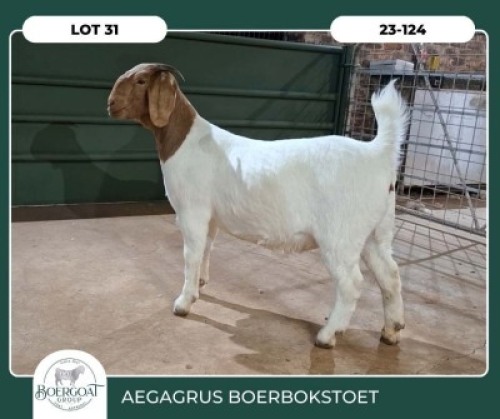 1X BOER GOAT STOET 42-269 PREGNANT DOE AEGAGRUS BOERBOK STOET
