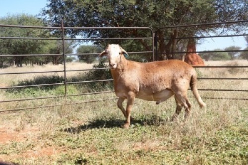 LOT 15 1 X MEATMASTER RAM Thaba Meatmasters