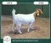 1X BOER GOAT STOET 42-269 PREGNANT DOE AEGAGRUS BOERBOK STOET - 2