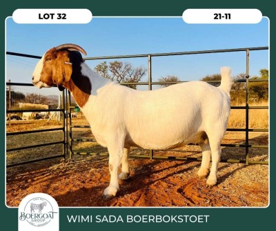 1X BOER GOAT KUDDE 42-410 PREGNANT DOE WIMI SADA BOERBOKSTOET