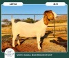 1X BOER GOAT KUDDE 42-410 PREGNANT DOE WIMI SADA BOERBOKSTOET - 2