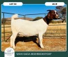 1X BOER GOAT STOET 42-272 PREGNANT DOE WIMI SADA BOERBOKSTOET