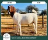 1X BOER GOAT STOET 42-272 PREGNANT DOE WIMI SADA BOERBOKSTOET - 2