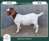 1X BOER GOAT STOET 42-302 DOE BRAAM MARITZ