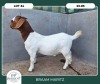 1X BOER GOAT STOET 42-302 DOE BRAAM MARITZ - 2