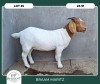 1X BOER GOAT STOET 42-307 DOE BRAAM MARITZ