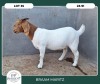 1X BOER GOAT STOET 42-307 DOE BRAAM MARITZ - 2