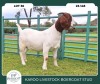 1X BOER GOAT STOET 23-016 PREGNANT DOE KAROO LIVESTOCK BOER GOATS