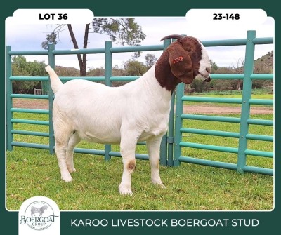 1X BOER GOAT STOET 23-016 PREGNANT DOE KAROO LIVESTOCK BOER GOATS