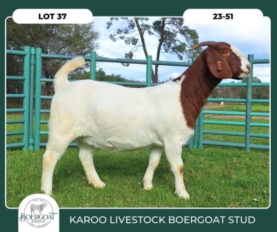 1X BOER GOAT STOET 42-279 PREGNANT DOE KAROO LIVESTOCK BOER GOATS