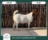 1X BOER GOAT STOET 9-040 DOE DELOOFT BOERBOKSTOET