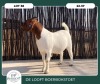 1X BOER GOAT STOET 9-040 DOE DELOOFT BOERBOKSTOET - 2