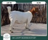 1X BOER GOAT STOET 42-280 DOE DELOOFT BOERBOKSTOET