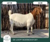 1X BOER GOAT STOET 42-280 DOE DELOOFT BOERBOKSTOET - 2