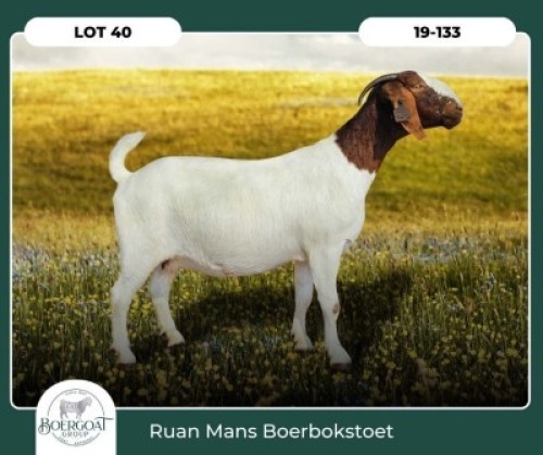 1X BOER GOAT KUDDE 42-421 PREGNANT DOE RUAN MANS BOER GOAT STUD