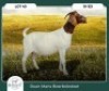 1X BOER GOAT KUDDE 42-421 PREGNANT DOE RUAN MANS BOER GOAT STUD - 2