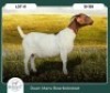 1X BOER GOAT KUDDE KLEUR 42-420 PREGNANT DOE RUAN MANS BOER GOAT STUD - 2