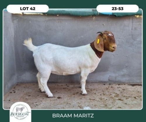 1X BOER GOAT STOET 42-296 DOE BRAAM MARITZ