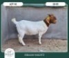1X BOER GOAT STOET 42-296 DOE BRAAM MARITZ - 2