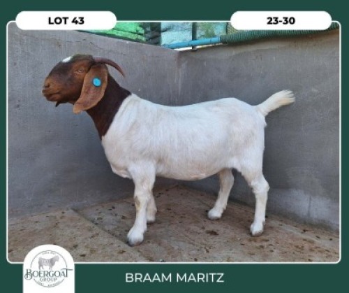 1X BOER GOAT STOET 21-239 DOE BRAAM MARITZ
