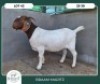 1X BOER GOAT STOET 21-239 DOE BRAAM MARITZ
