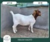 1X BOER GOAT STOET 21-239 DOE BRAAM MARITZ - 2
