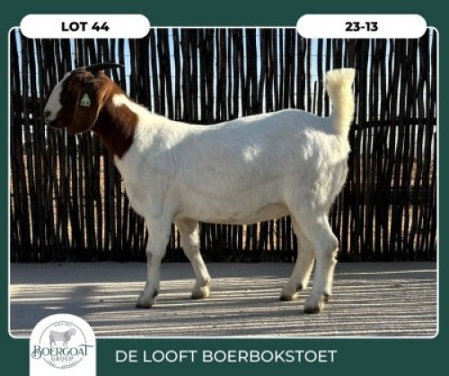 1X BOER GOAT STOET 42-281 DOE DELOOFT BOERBOKSTOET